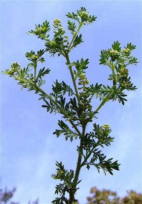 Lepidium didymum